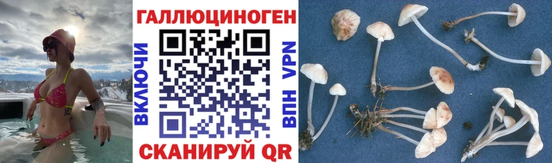Купить закладки  Дмитровск  Псилоцибиновые грибы ЛСД 